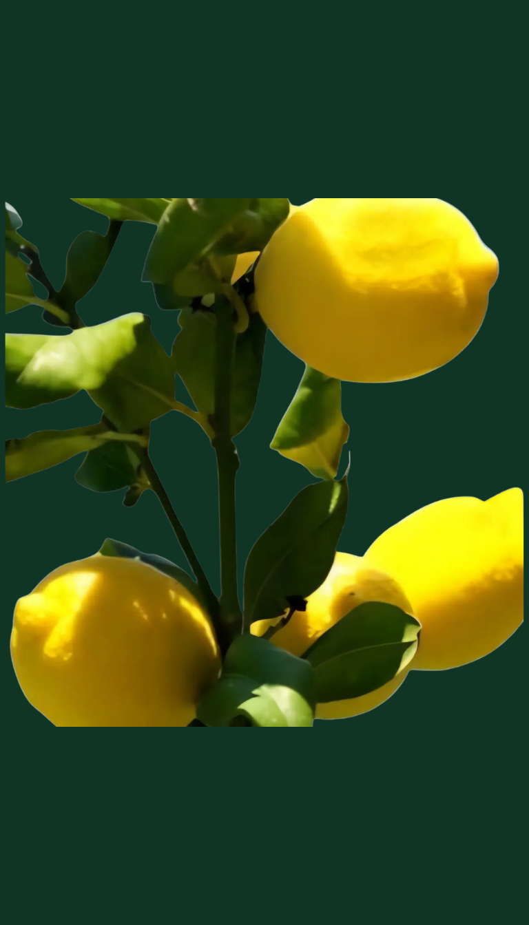 Limonero Criollo 4 estaciones