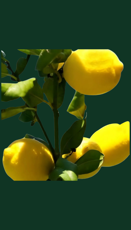 Limonero Criollo 4 estaciones